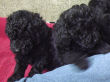 Black miniature poodle pups.
