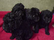 Black miniature poodle pups.