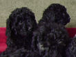 Black miniature poodle pups.