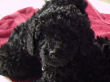 Black miniature poodle pups.