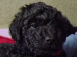 Black miniature poodle pups.