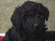 Black miniature poodle pups.