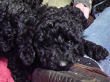 Black miniature poodle pups.