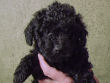 Black miniature poodle pups.