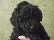 Black miniature poodle pups.