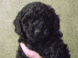 Black miniature poodle pups.