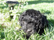 Black miniature poodle pup.