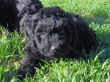 Black miniature poodle pup.