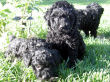 Black miniature poodle pup.