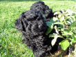 Black miniature poodle pup.