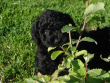 Black miniature poodle pup.
