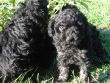 Black miniature poodle pup.