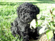 Black miniature poodle pup.