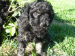 Black miniature poodle pup.