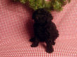 Black miniature poodle pups.