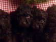 Black miniature poodle pups.