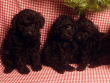 Black miniature poodle pups.