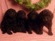 Black miniature poodle pups.