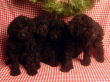 Black miniature poodle pups.