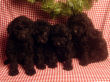 Black miniature poodle pups.