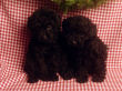 Black miniature poodle pups.