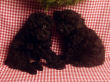 Black miniature poodle pups.