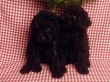 Black miniature poodle pups.