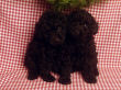 Black miniature poodle pups.