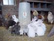 Chickens, chicks and bunnies at the hanging feeder.