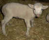 Butter, the lamb, a few days after birth.