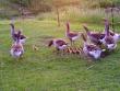 Geese are particularily good parents and the whole flock guards the goslings.