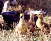 These gooslings will swim at the first opportunity and today they found a pan of water to splash in.