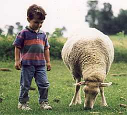 Grandson, Mark, consider the ewes diet.