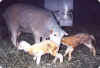 New lambs struggle to their feet and begin to look for milk within a couple of minutes of being born.