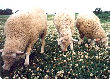 Three happy polypay sheep.